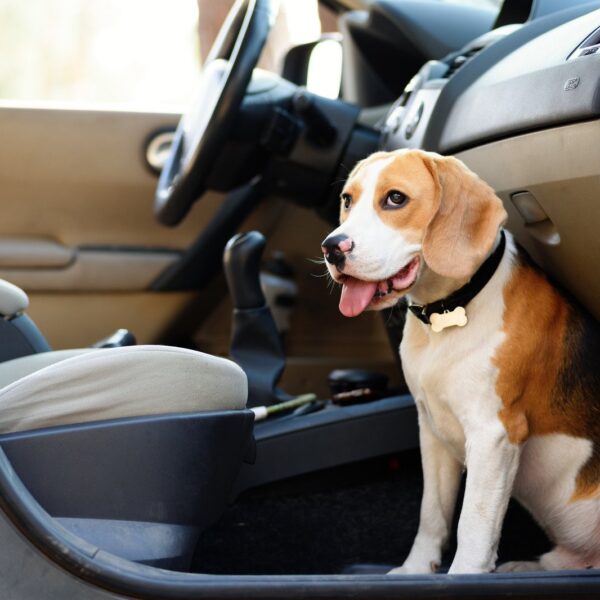 Wskazówki dotyczące bezpiecznego przewozu zwierząt w samochodzie.