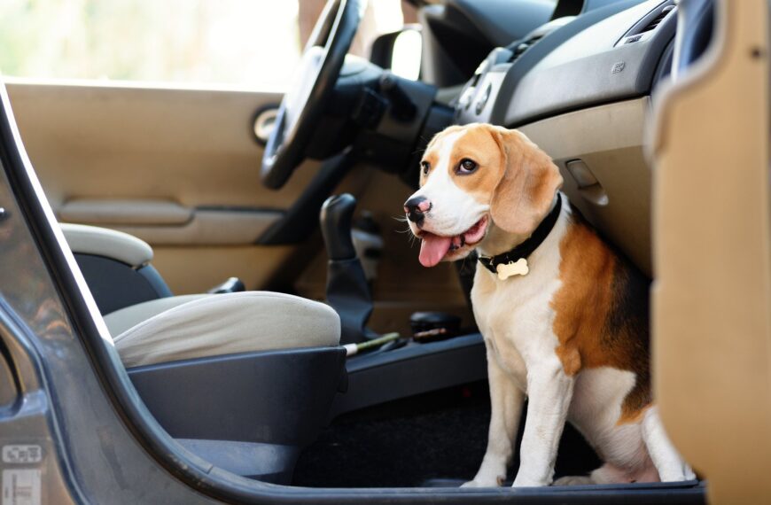 Wskazówki dotyczące bezpiecznego przewozu zwierząt w samochodzie.